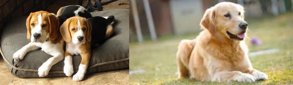 Goldador vs Beagle - Breed Comparison