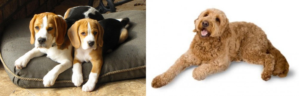 Golden Doodle vs Beagle - Breed Comparison