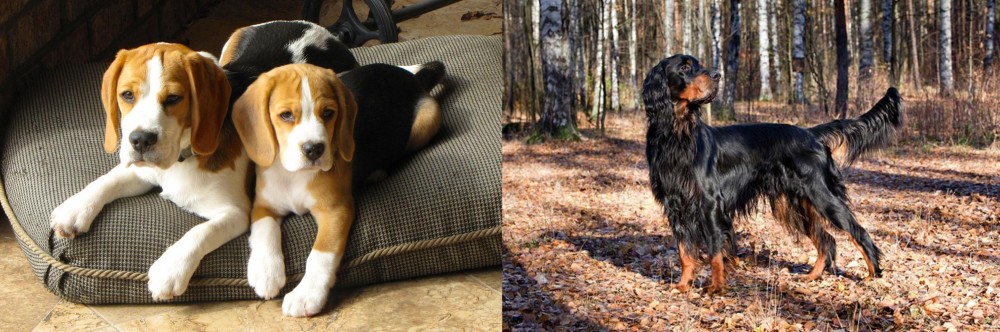 Gordon Setter vs Beagle - Breed Comparison