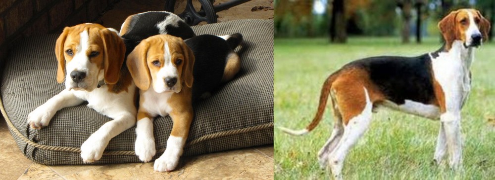 Grand Anglo-Francais Tricolore vs Beagle - Breed Comparison