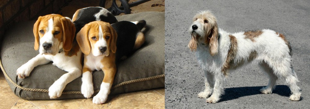 Grand Basset Griffon Vendeen vs Beagle - Breed Comparison