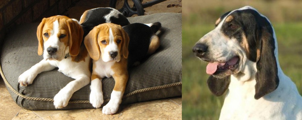 Grand Gascon Saintongeois vs Beagle - Breed Comparison