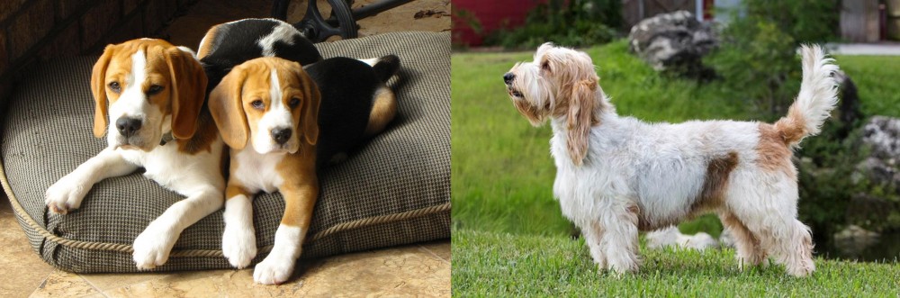 Grand Griffon Vendeen vs Beagle - Breed Comparison