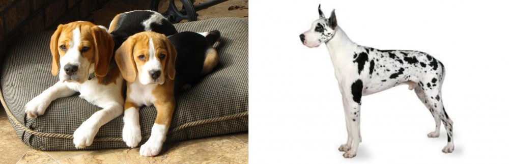Great Dane vs Beagle - Breed Comparison