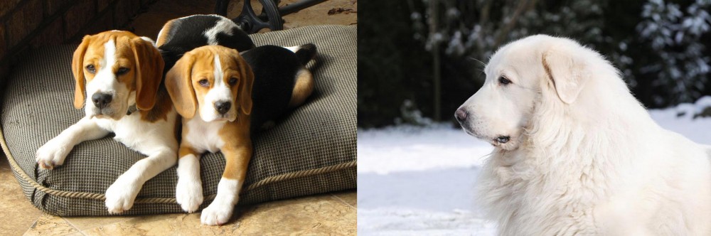 Great Pyrenees vs Beagle - Breed Comparison