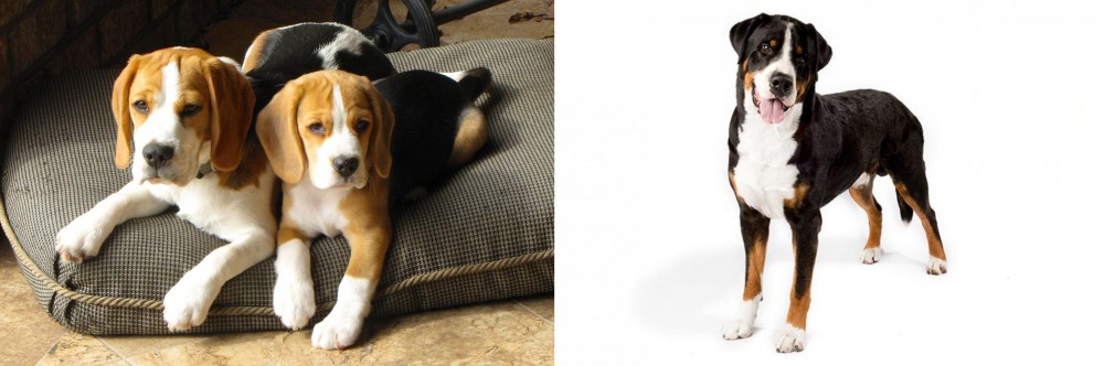 Greater Swiss Mountain Dog vs Beagle - Breed Comparison