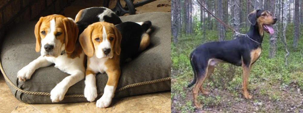 Greek Harehound vs Beagle - Breed Comparison