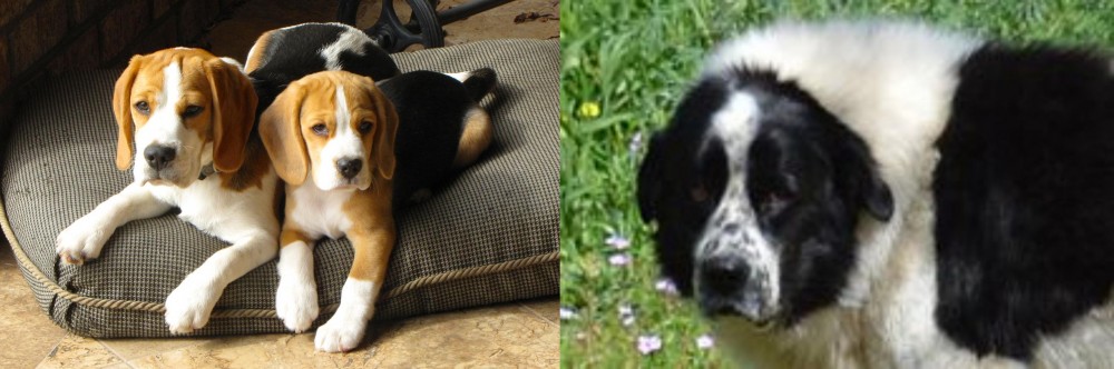 Greek Sheepdog vs Beagle - Breed Comparison