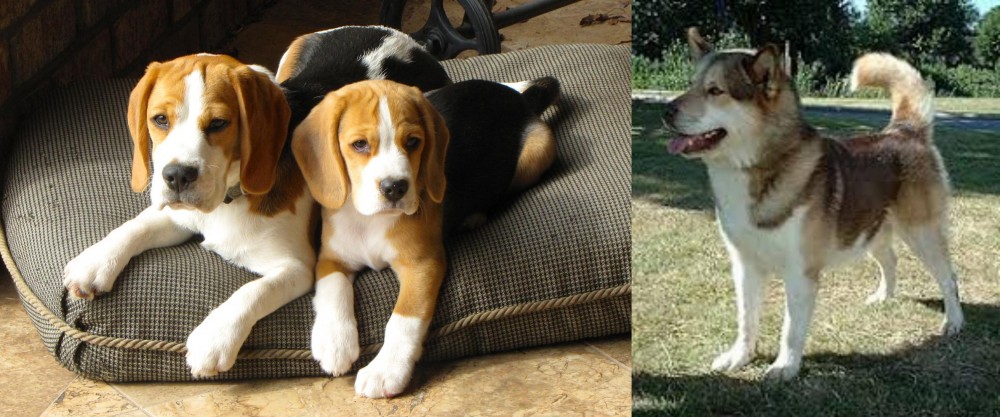 Greenland Dog vs Beagle - Breed Comparison