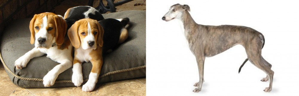 Greyhound vs Beagle - Breed Comparison