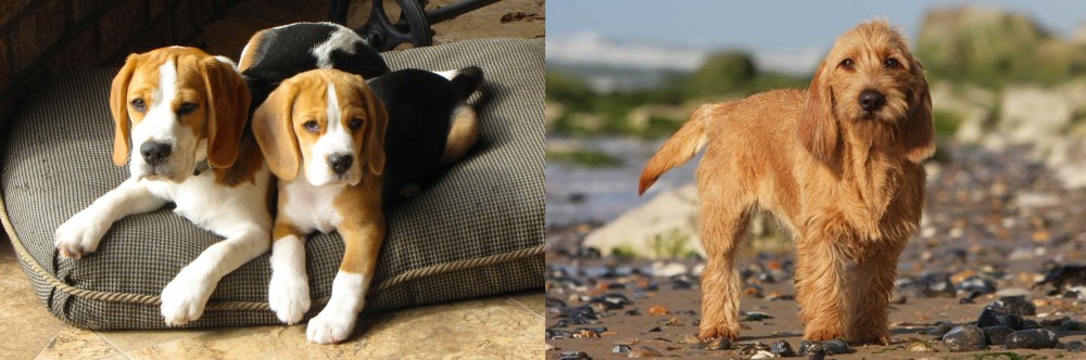 Griffon Fauve de Bretagne vs Beagle - Breed Comparison
