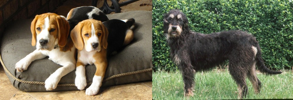 Griffon Nivernais vs Beagle - Breed Comparison