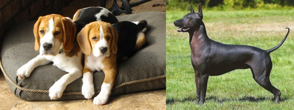Hairless Khala vs Beagle - Breed Comparison