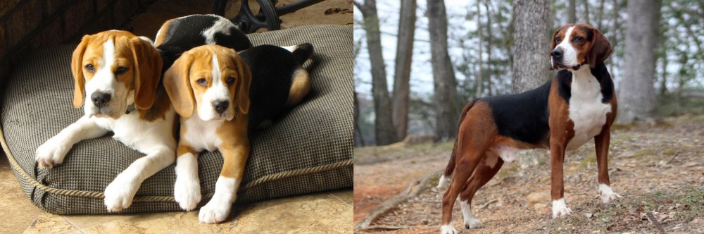 Hamiltonstovare vs Beagle - Breed Comparison