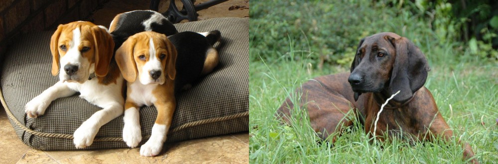 Hanover Hound vs Beagle - Breed Comparison