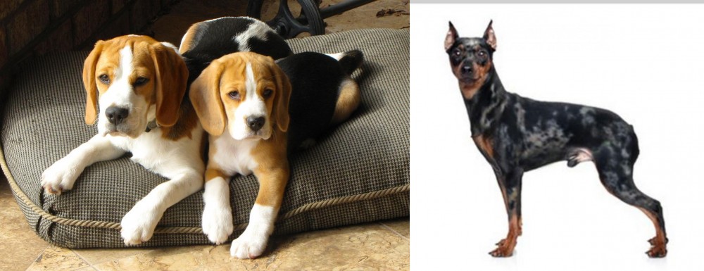 Harlequin Pinscher vs Beagle - Breed Comparison