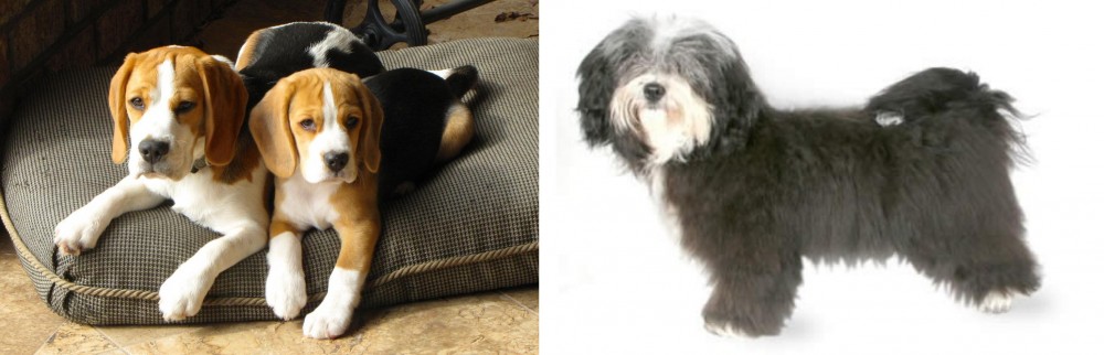 Havanese vs Beagle - Breed Comparison