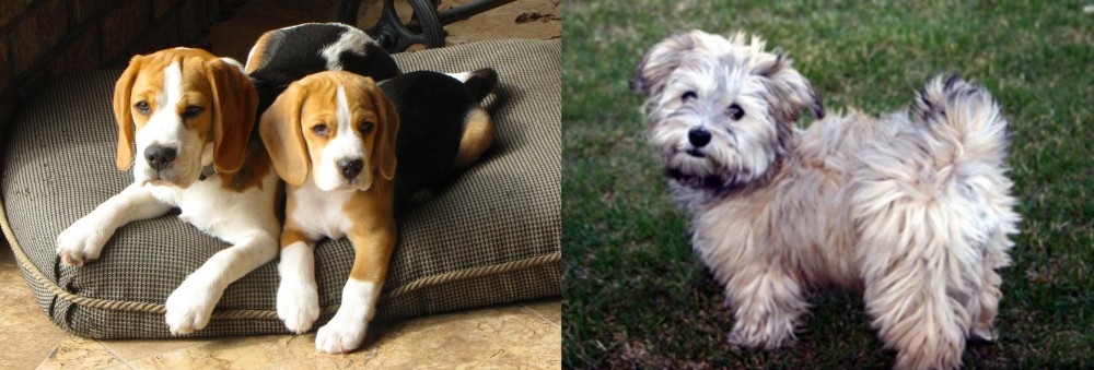 Havapoo vs Beagle - Breed Comparison