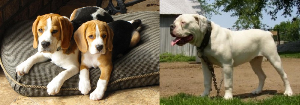 Hermes Bulldogge vs Beagle - Breed Comparison