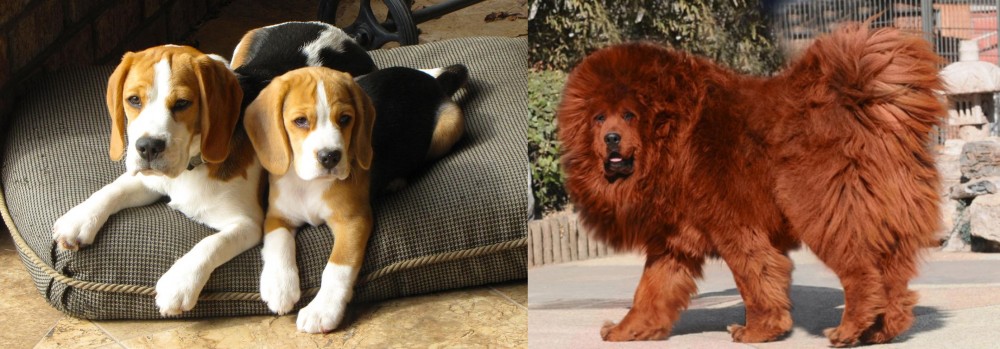 Himalayan Mastiff vs Beagle - Breed Comparison