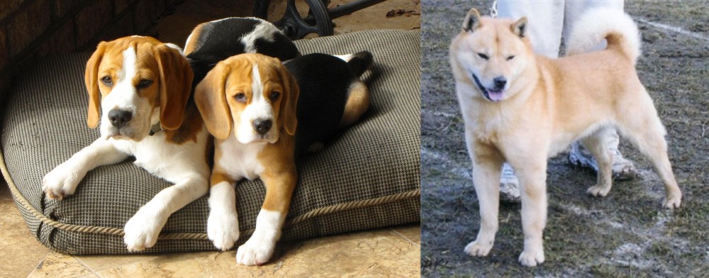 Hokkaido vs Beagle - Breed Comparison