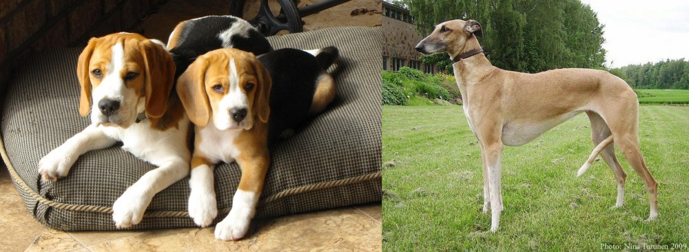 Hortaya Borzaya vs Beagle - Breed Comparison