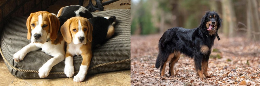 Hovawart vs Beagle - Breed Comparison