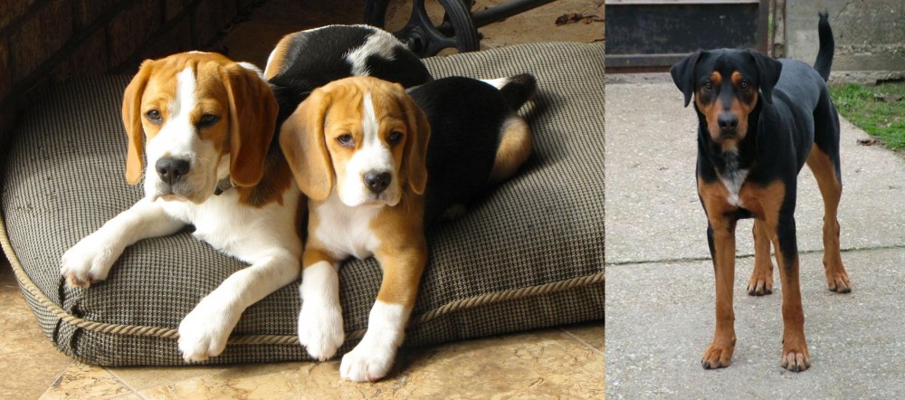 Hungarian Hound vs Beagle - Breed Comparison