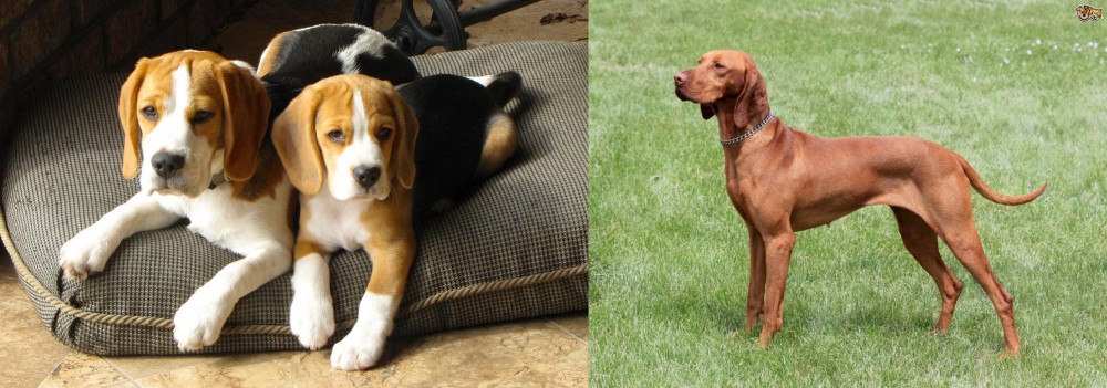 Hungarian Vizsla vs Beagle - Breed Comparison