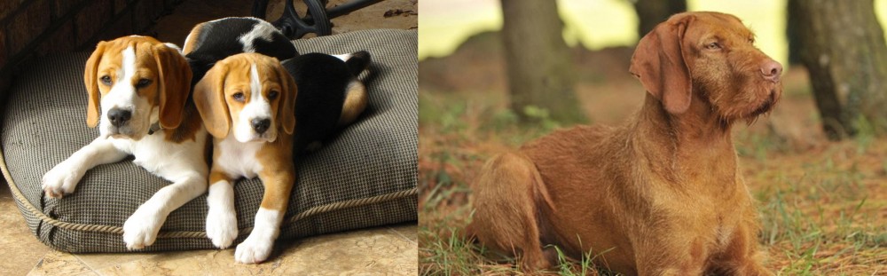 Hungarian Wirehaired Vizsla vs Beagle - Breed Comparison