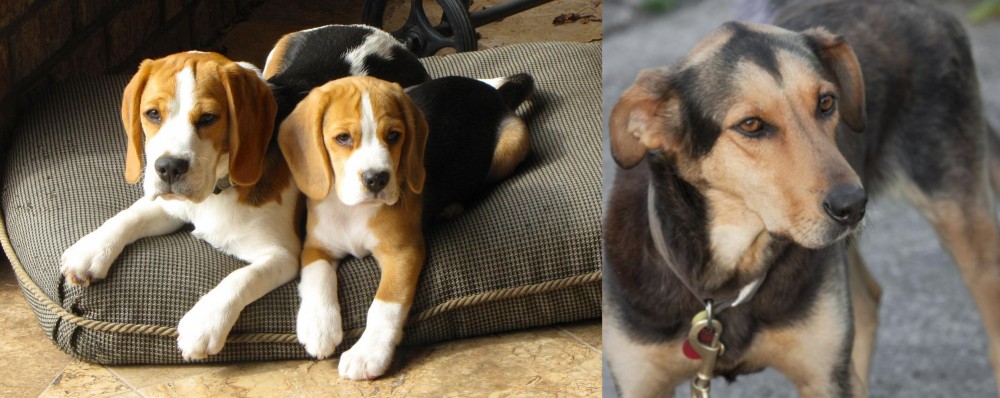 Huntaway vs Beagle - Breed Comparison