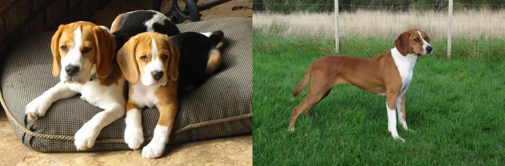 Hygenhund vs Beagle - Breed Comparison