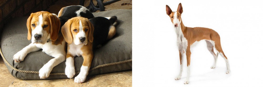 Ibizan Hound vs Beagle - Breed Comparison