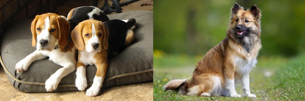 Icelandic Sheepdog vs Beagle - Breed Comparison