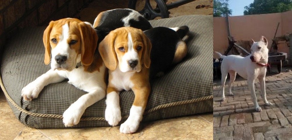 Indian Bull Terrier vs Beagle - Breed Comparison