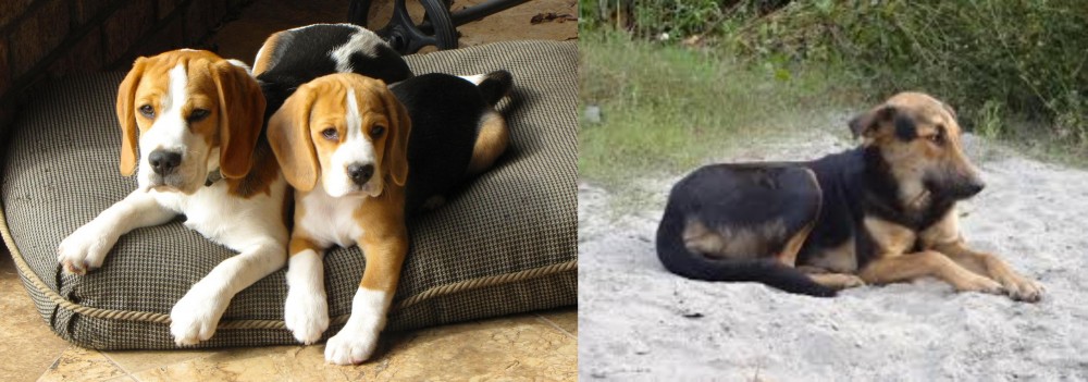 Indian Pariah Dog vs Beagle - Breed Comparison
