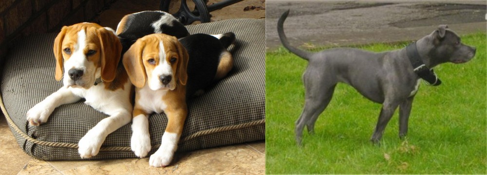 Irish Bull Terrier vs Beagle - Breed Comparison