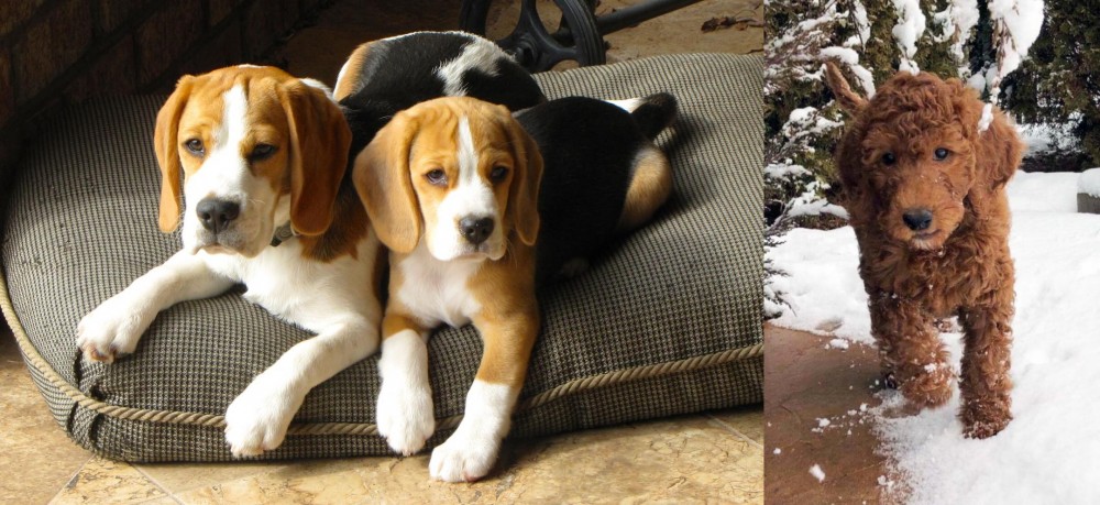 Irish Doodles vs Beagle - Breed Comparison