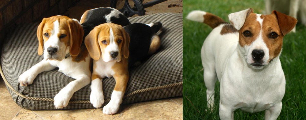 Irish Jack Russell vs Beagle - Breed Comparison