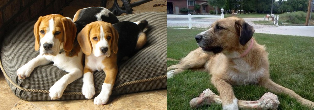 Irish Mastiff Hound vs Beagle - Breed Comparison