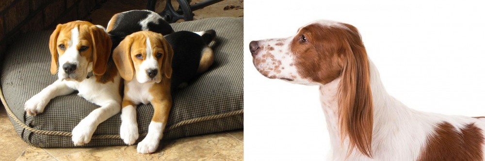 Irish Red and White Setter vs Beagle - Breed Comparison