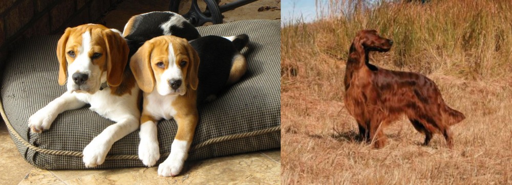 Irish Setter vs Beagle - Breed Comparison