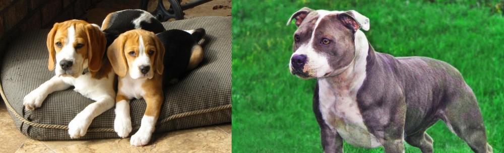 Irish Staffordshire Bull Terrier vs Beagle - Breed Comparison