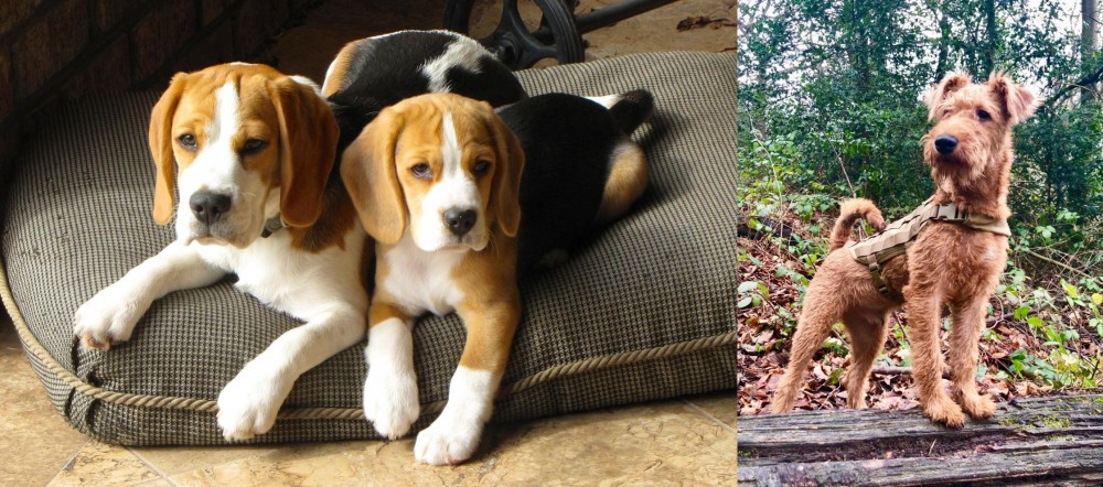 Irish Terrier vs Beagle - Breed Comparison