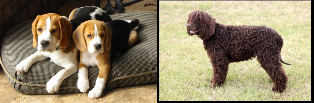 Irish Water Spaniel vs Beagle - Breed Comparison