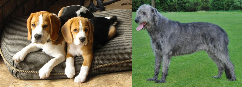 Irish Wolfhound vs Beagle - Breed Comparison