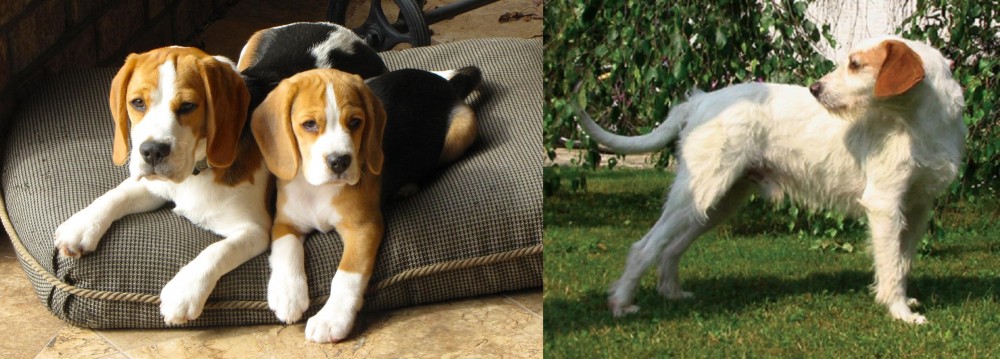 Istarski Ostrodlaki Gonic vs Beagle - Breed Comparison