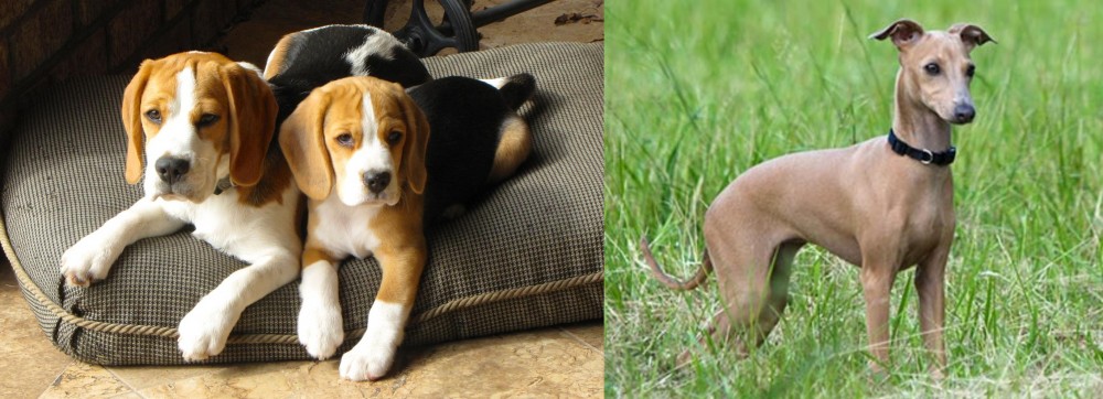 Italian Greyhound vs Beagle - Breed Comparison