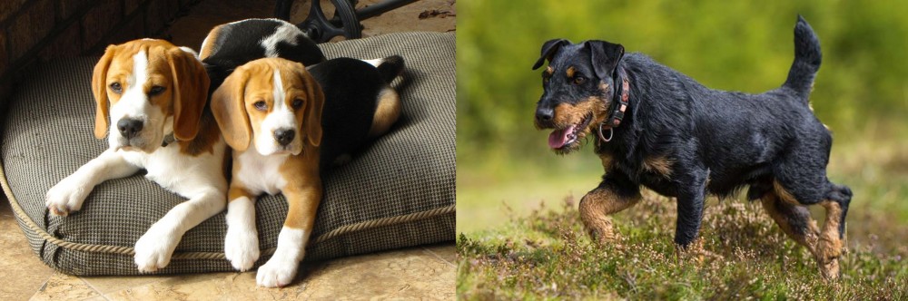 Jagdterrier vs Beagle - Breed Comparison