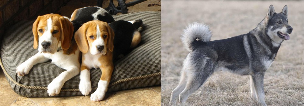 Jamthund vs Beagle - Breed Comparison